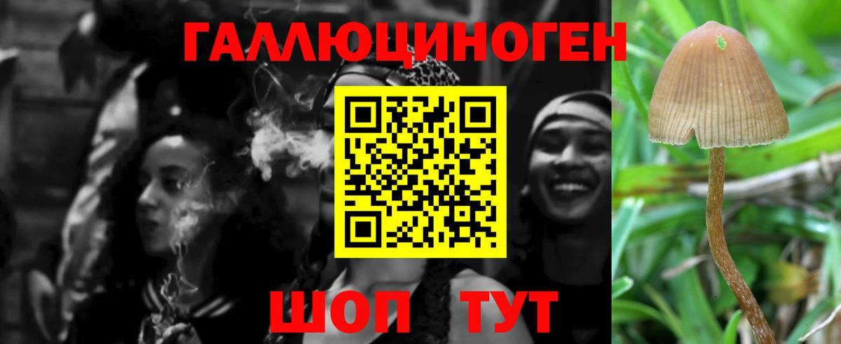 Галлюциногенные грибы Psilocybe Россия